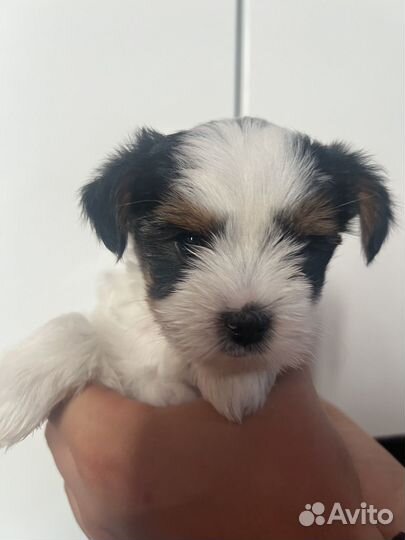 Бивер девочка