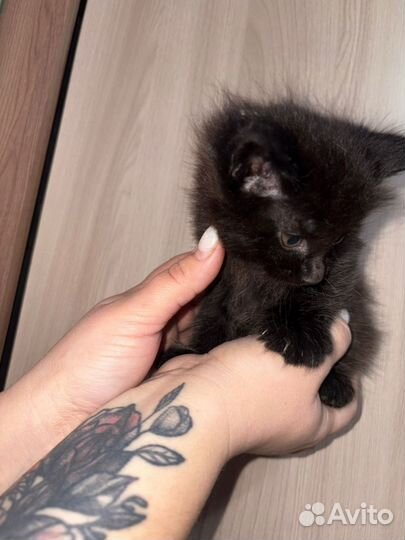 Котята мейкун