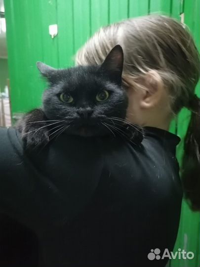 Котик ищет добрые ручки
