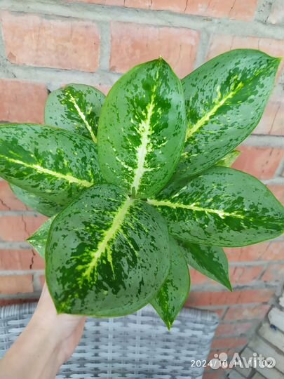 Аглаонема лимон минт