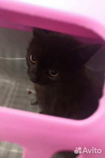 Котёнок мальчик Лаки