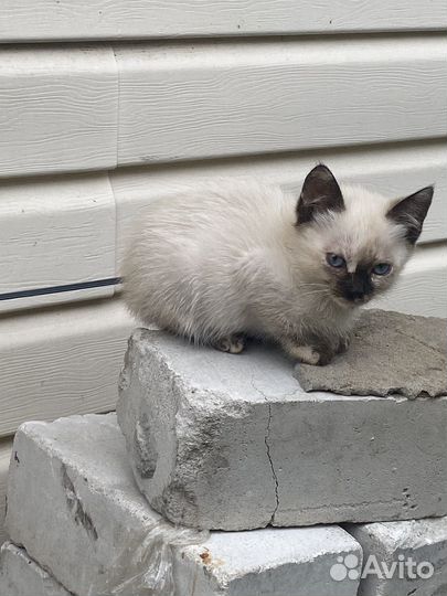 Сиамский котёнок. Принесёт удачу
