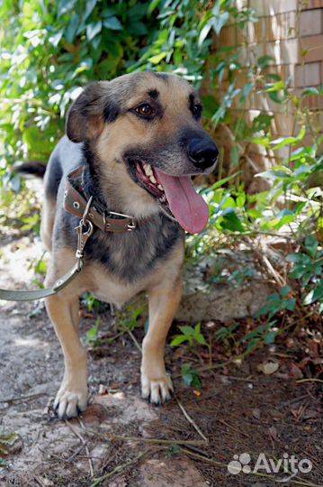 Молодой кобель в добрые руки