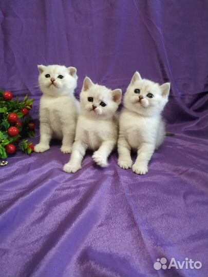 Серебристая шиншилла