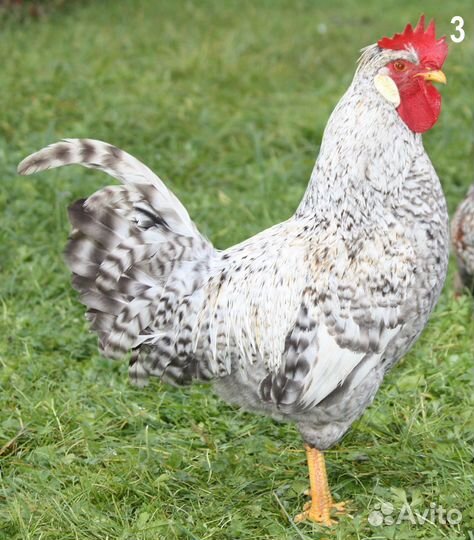 Инкубационное яйцо, цыплята породных кур Легбар