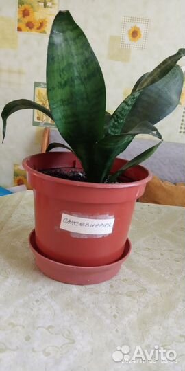 Сансенверия