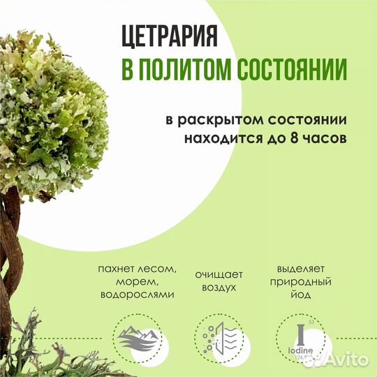 Комнатное дерево