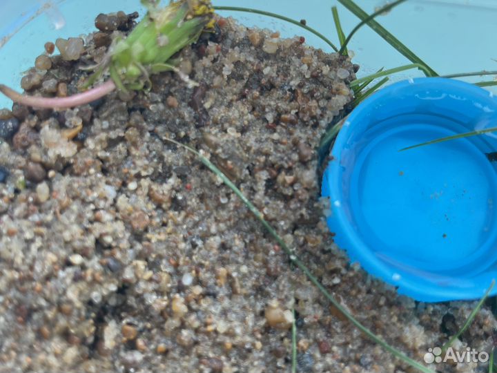 Муравьиная ферма