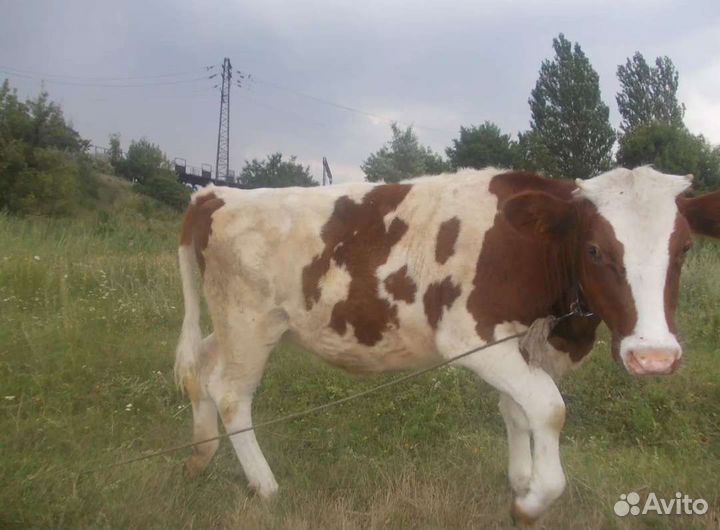 Продаються две телочки