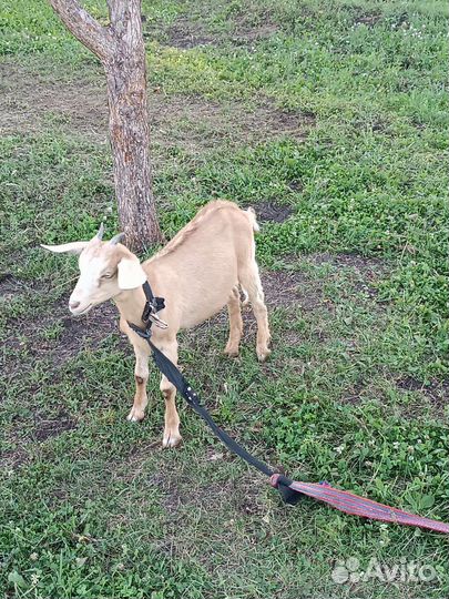 Зааненская дойная коза и Альпийские козлята