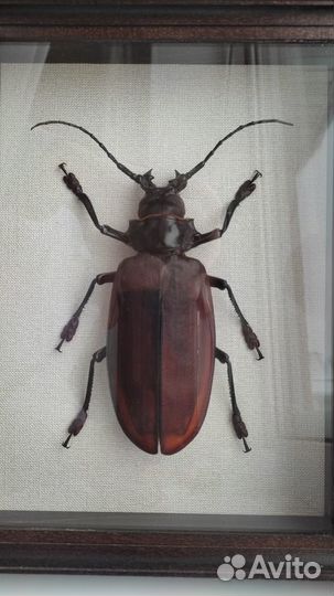 Жук Усач-титан Titanus giganteus в рамке под стекл
