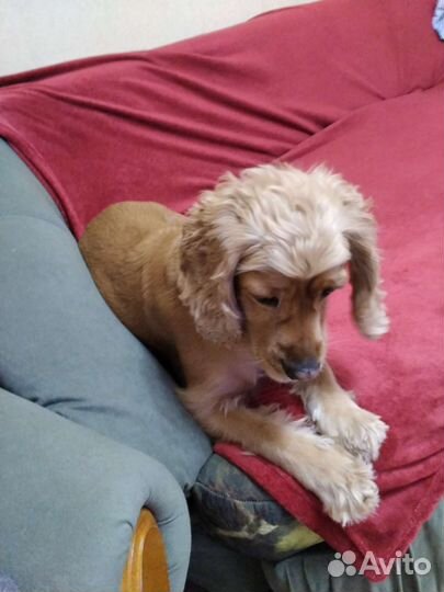 Домашняя гостиница для животных, передержка