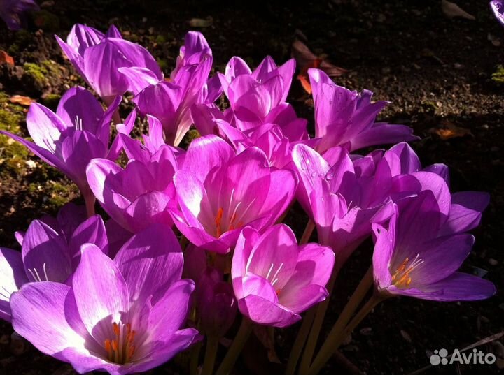 Луковицы безвременника