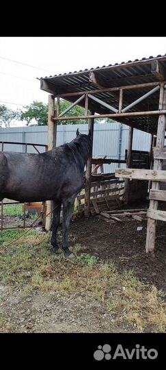 Продажа лошадь жеребец