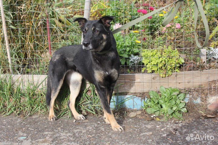 Небольшая и робкая собака из приюта