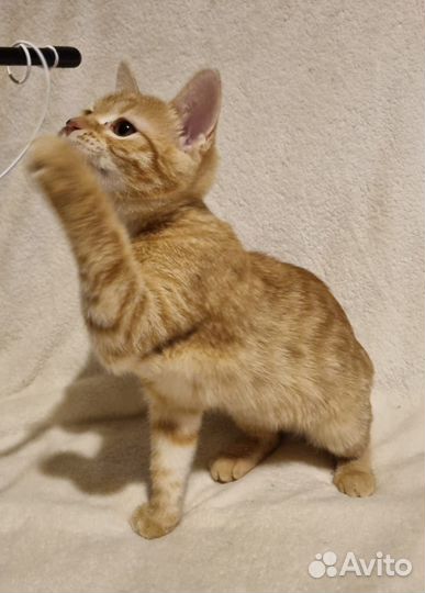 Рыжий котенок (девочка)