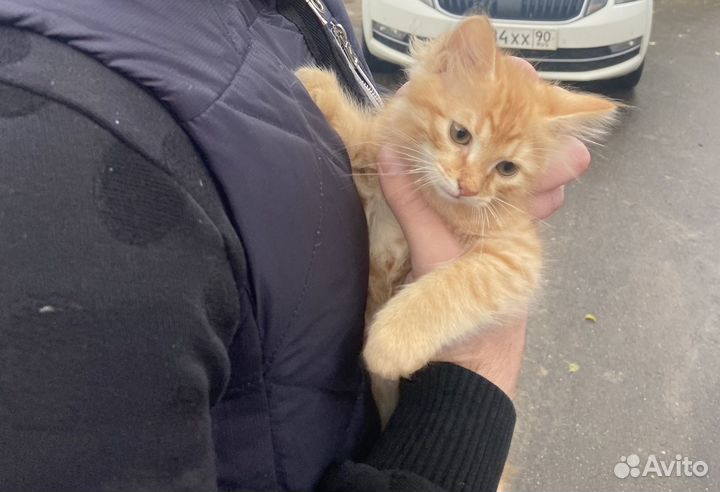 Котенок бесплатно