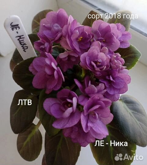 Сортовые фиалки набор