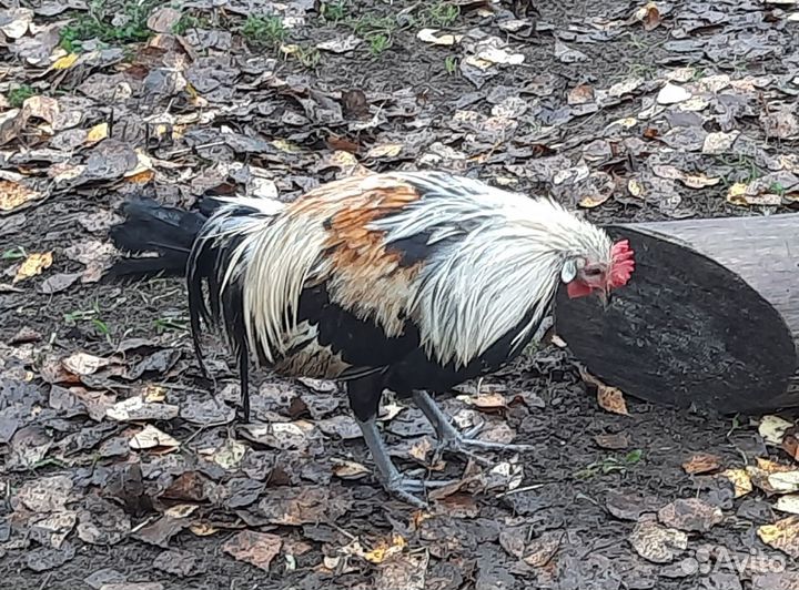 Петушки породы Феникс