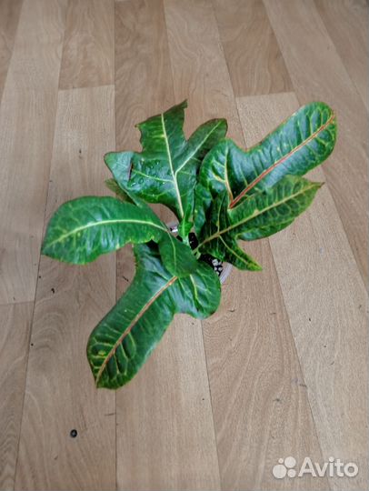 Кротон Экселент