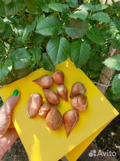 Луковицы тюльпанов