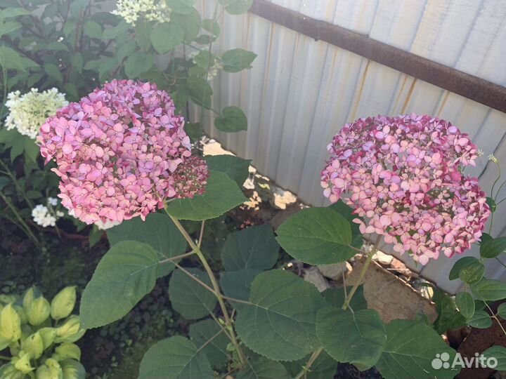 Гортензия розовая