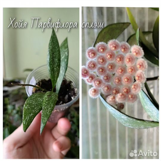 Хойя 10 видов