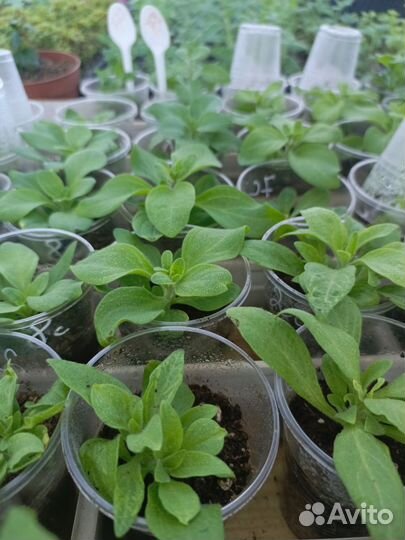 Петуния вегетативная ампельная