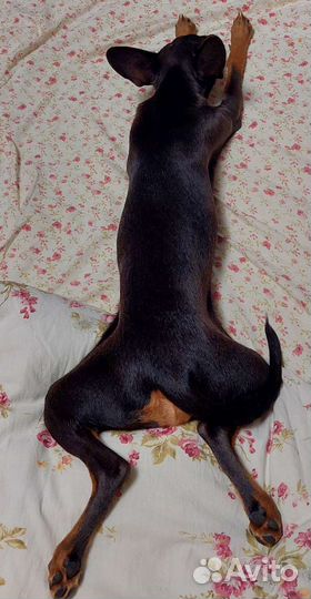 Той-терьер щенки