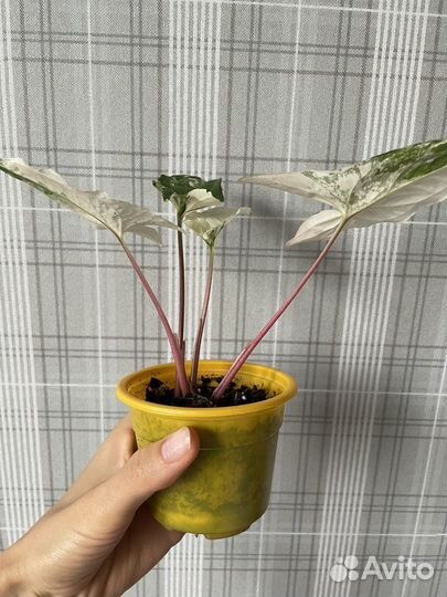 Сингониум imperial white/империал вайт