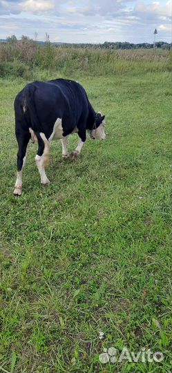 Корова, тёлка