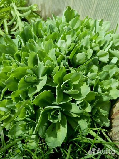 Очиток видный