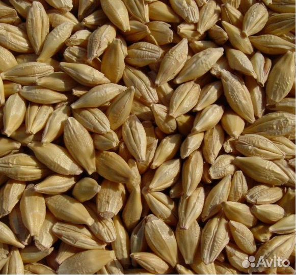 Зерно пшеница ячмень