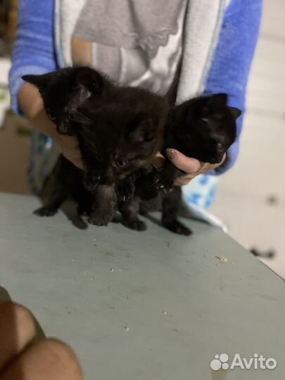 Котята в добрые руки приучены к лотку