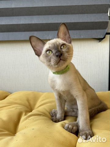 Клубные бурманские котята объявление продам
