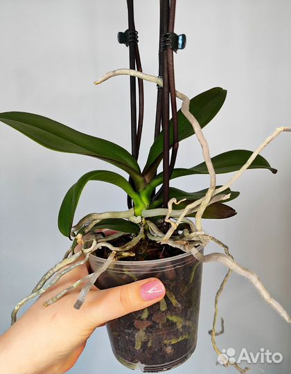 Орхидея фаленопсис голд d12/45 3 цветоноса