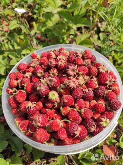 Клубника полевая