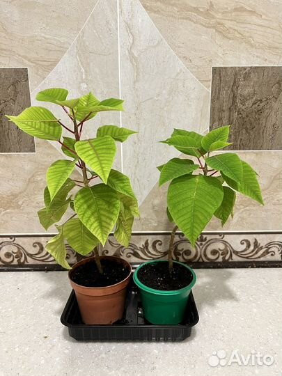 Пуансеттия