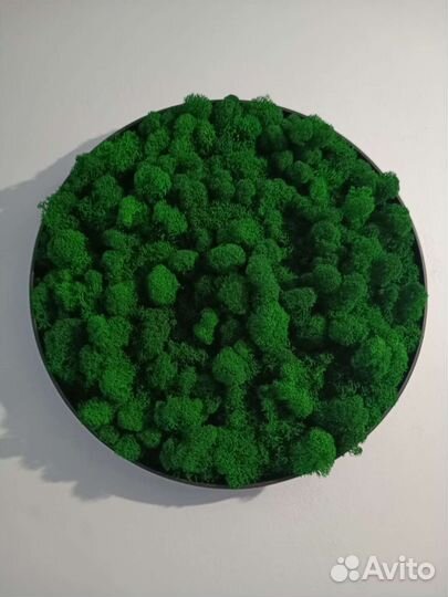 Панно интерьерное из стабилизированного мха