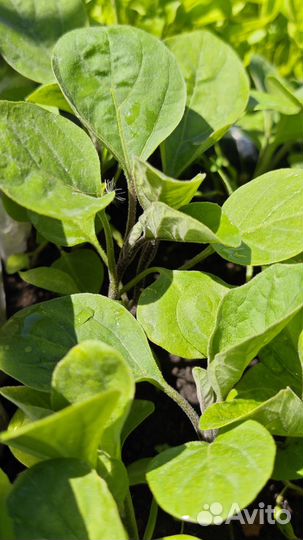 Баклажан рассада, капуста, помидоры, перец