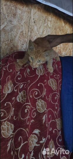 Рыжий кот