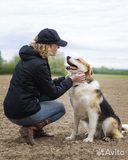 Собака метис русской гончей