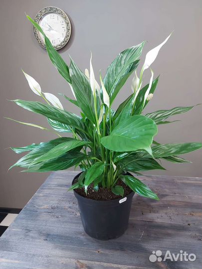 Спатифиллум Вивальди,70см