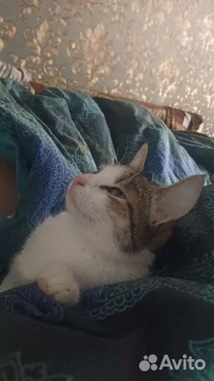 Кошка бесплатно