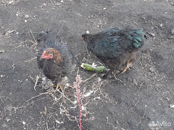 Цыплята(петушки)