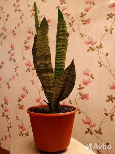 Сансевьерия