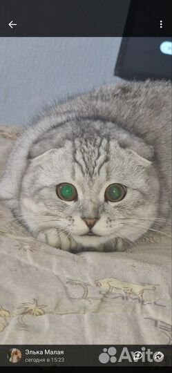 Вязка кошек