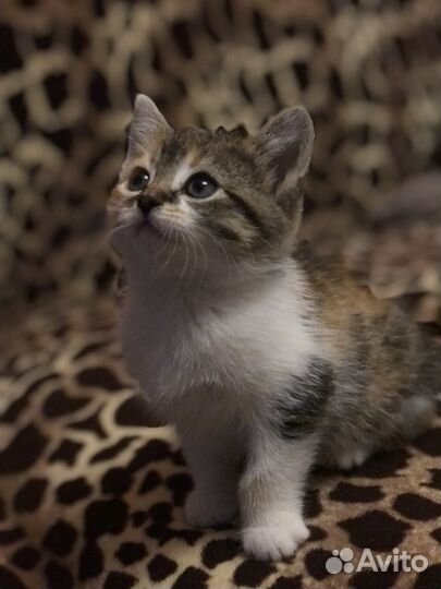 Трехцветный котенок девочка