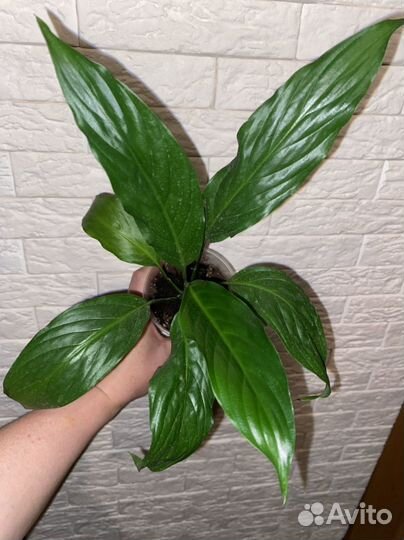 Женское счастье