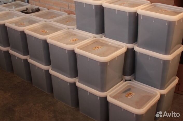 Мёд натуральный из Алтая оптом от 16 кг